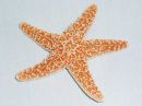 Морская звезда мексиканская - Mexico starfish