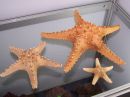 Морская звезда Thorny - Starfish Thorny