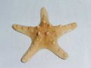 Морская звезда -  Jungle starfish