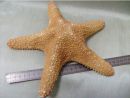 Морская звезда филиппинская -  Philippine starfish