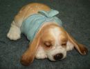 Статуэтка собаки в голубом шарфе, лакированная